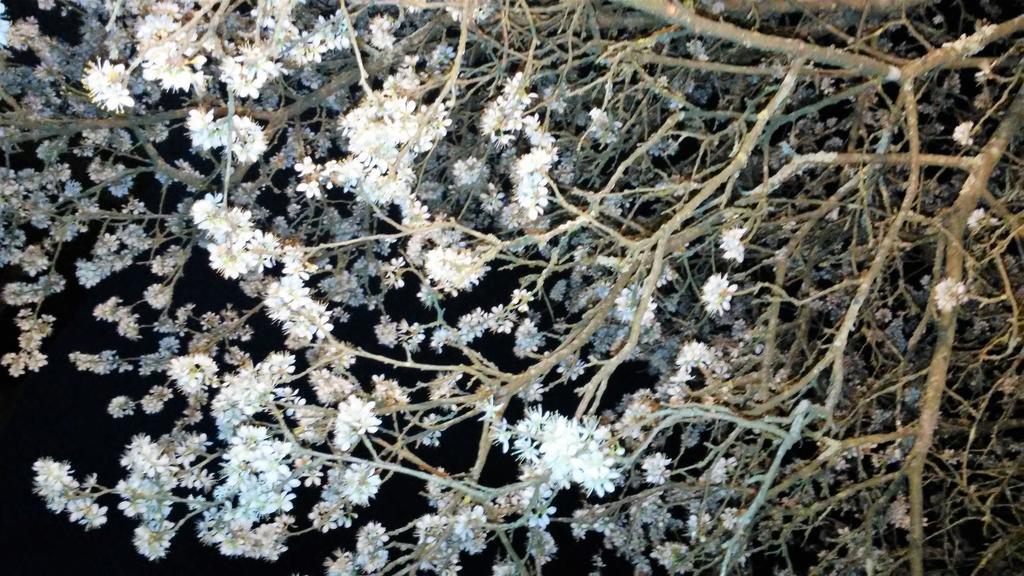 Tenuta I Lecci Terranuova Bracciolini Bagian luar foto